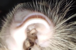 如何清洁宠物猫耳朵（教你正确清理猫咪耳朵，让爱宠不再患耳病）