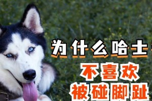 哈士奇饲养注意事项（了解哈士奇价格，为您的宠物选择做好准备）