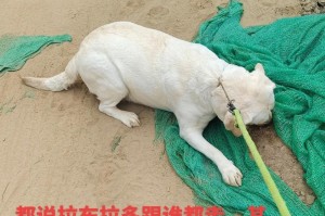 养狗开启心灵成长之路（以养狗后，才明白这些事）