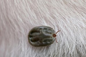 蜱虫的叮咬可能带来生命危险（小小蜱虫，潜藏致命威胁）