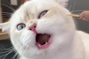 小猫贫血的症状及处理方法（了解小猫贫血症状，提早预防和治疗）