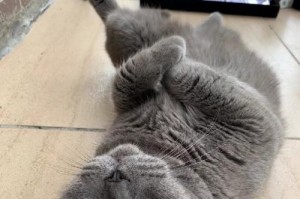 这些猫咪绝对会让你心动不已，快来了解一下吧！（这些猫咪绝对会让你心动不已，快来了解一下吧！）