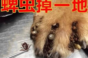 解决狗得螨虫问题的喷剂选择（选择适合的喷剂，保护宠物免受螨虫侵害）