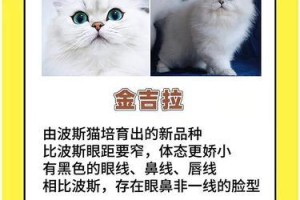 猫咪的世界（从虎斑猫到暹罗猫，探索不同品种的可爱小伙伴）