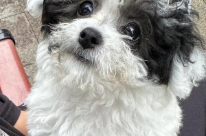 灰白犬的各种名称及其背后的寓意（探寻灰白犬名字的来源及命名之道）