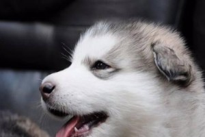 如何处理阿拉斯加雪橇犬拉肚子（阿拉斯加雪橇犬、拉肚子、处理方法）