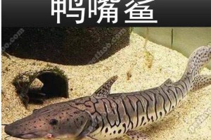 彩虹鲨饲养方法（小心照顾你的宠物彩虹鲨）