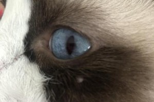 猫脸上的小黑点究竟是什么？（探寻猫脸上小黑点的成因及意义）