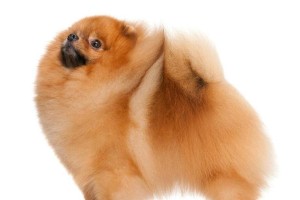 《博美犬毛发护理指南》（从洗浴到造型，打造博美犬迷人毛发）