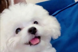 探秘快两个月大泰迪的饮食习惯（揭秘泰迪犬的主食和饮食规律）