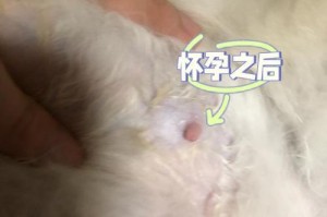 猫怀孕了，该吃什么？（为您解答猫怀孕期间应该提供的适当食物）