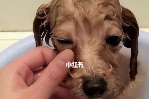 洗狗狗不要用太多沐浴露（宠物洗澡的正确方法）