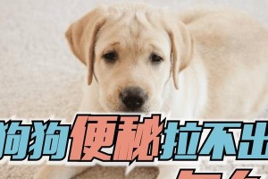 小狗狗翻肠子怎么办？——宠物饮食健康问题