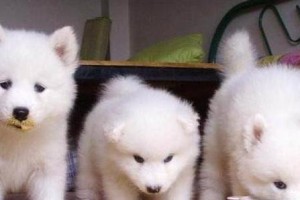 如何让萨摩耶快速成长——（宠物饮食知多少？15种食材助你萨摩耶成长）