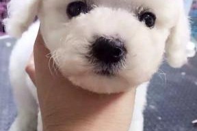 夏天能让宠物喝啤酒吗？（以比熊犬为例，了解喝啤酒对宠物的影响）