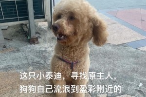 宠物泰迪狗驱虫必知的注意事项（保护泰迪狗免受寄生虫侵害的有效方法）