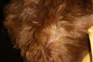如何正确去除泰迪狗狗的皮屑（一步步教你让你的泰迪狗狗健康无皮屑）