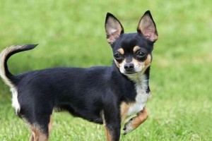 贵宾犬断尾的最佳时间选择（断尾对贵宾犬的影响及最佳手术时机）
