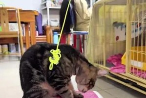 猫咪歪头看你的奇妙行为之谜（揭秘猫咪为何会歪头看你的原因和意义）