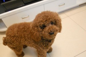 如何训练和打理你的泰迪犬？（从基础训练到美容护理，全面指南帮你打造理想的泰迪犬生活）