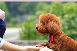 泰迪犬的巨大爪子之谜（探寻泰迪犬为何拥有异常大爪子的原因）