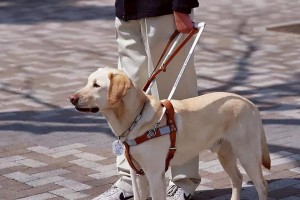 拉布拉多与黄金猎犬（黄金猎犬与拉布拉多的相伴相随，守护与陪伴）