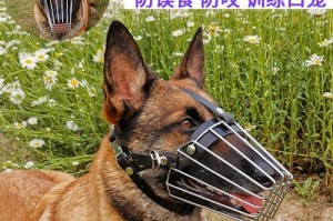 训练幼犬不乱咬（如何培养幼犬良好的咀嚼习惯）