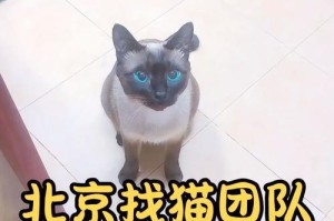 走失的猫咪该如何寻回（七大妙招帮你找回宠物伙伴）