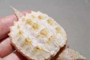 猪鼻龟的饮食习性与营养需求（探索猪鼻龟喜食的食物种类及其营养价值）