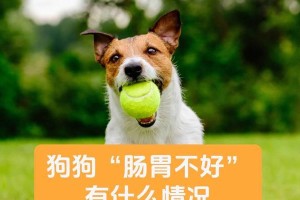 狗狗胃不好的常见症状及处理方法（了解狗狗胃部问题，做好它的健康守护者）
