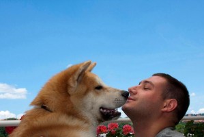 秋田犬地位高却养犬人减少的原因分析（秋田犬地位高为何养的人越来越少，）