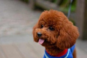 狗狗脱毛的原因及防治（宠物护理全攻略）
