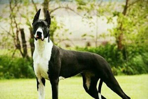 如何让你的大丹犬保持健康？（分析大丹犬肥胖的原因和解决方案）