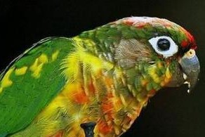 暗色鹦鹉的饲养方法（从食物、水源到住所，全方位教你如何照顾暗色鹦鹉）