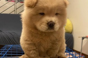 如何选择适合松狮犬的最佳狗粮？