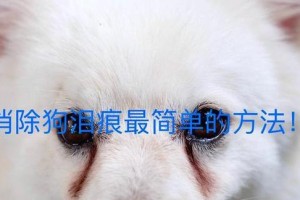 有效方法去除狗狗泪痕（宠物护理的关键技巧与经验分享）
