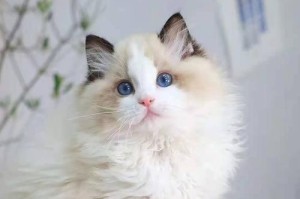 探索布偶猫的多样花色魅力（揭秘布偶猫花色的奇妙世界）