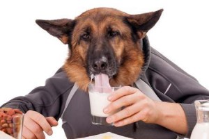 幼犬吃狗粮需要泡吗？（探究幼犬饮食健康，专家提供实用建议）