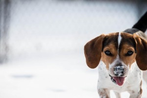 如何判断比格犬是否怀孕（宠物养护知识，关注你的比格犬）