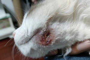 小猫头上的硬包究竟是什么？（探寻小猫头上硬包的成因与解决方法）