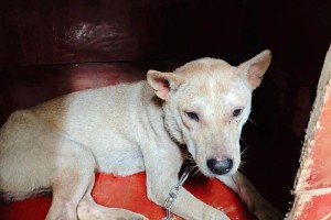 犬类为什么容易患有烂耳朵？（狗狗的耳朵健康问题分析和预防）