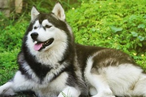 选择什么犬作为宠物最好养？（了解不同犬种特点，选择最适合的伴侣）
