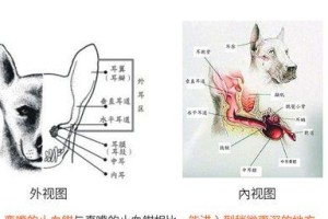 正确给狗狗拔耳毛的方法（保持狗狗耳朵健康，避免耳部感染）