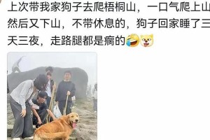 如何安全地带狗狗回家（10个简单步骤，带你顺利接回你的毛茸伙伴）