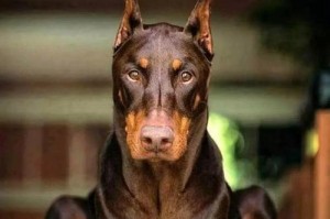 杜宾犬耳朵立起需要多久？（探秘杜宾犬耳朵竖立的时间与过程）