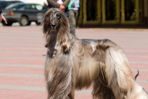 阿富汗犬（探索阿富汗犬的性格特点及魅力）