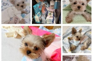 约克夏犬不适合养的原因（解密约克夏犬不适合养的5大关键因素）