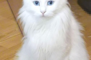 山东狮子猫咪大全——了解这个古老的品种（探秘山东狮子猫咪——这些你可能不知道的事情）