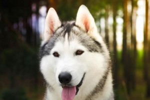 如何避免哈士奇偷跑出去玩？（饲养哈士奇6大误区你有在做吗？）