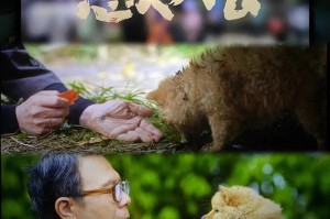 狗狗为什么会拜拜？（探究狗狗拜拜行为的原因）